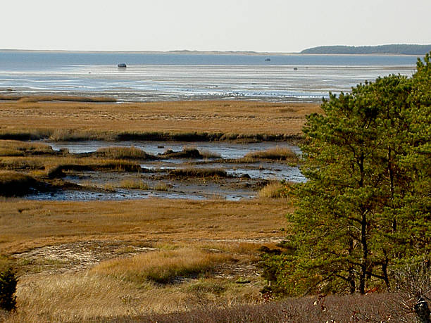 cape cod sal marsh en la marea baja - cape cod new england sea marsh fotografías e imágenes de stock