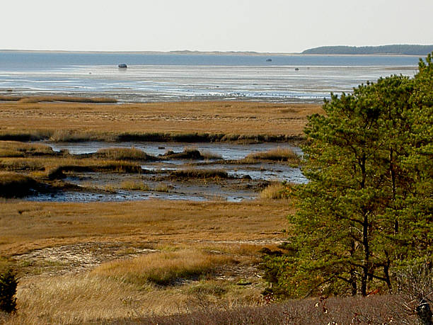 cape cod salt marsh con la bassa marea - cape cod new england sea marsh foto e immagini stock