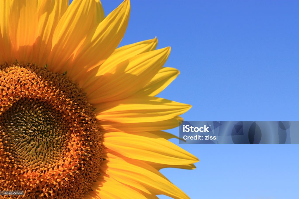 Yellow Sunflower Close up of yellow sunflower in the field. 2015 Stock Photo