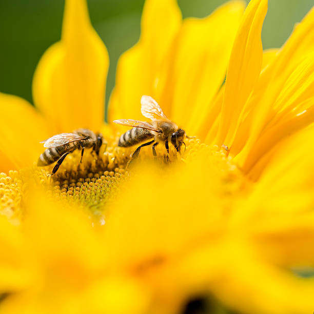 dois abelhas em um girassol amarelo - sunflower side view yellow flower imagens e fotografias de stock