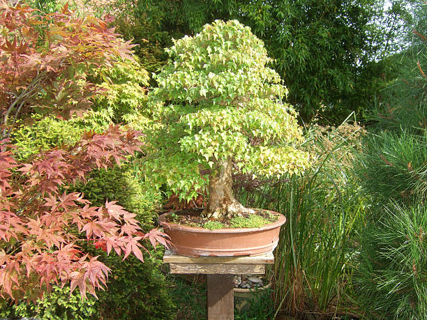 istock Image of a Maple Bonsai in a Garden 482629737