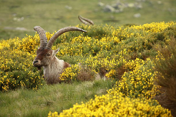 istock ibex buck grazin on yellow broom 482630620