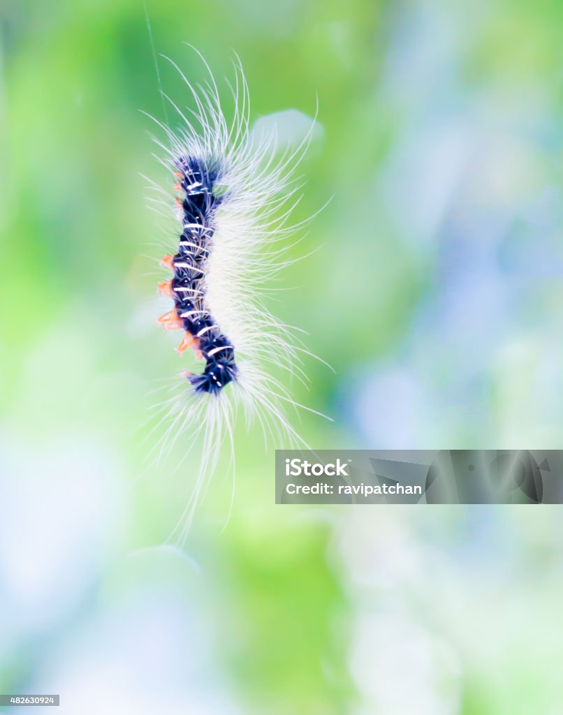 black worm with white hair is hanging 2015 Stock Photo