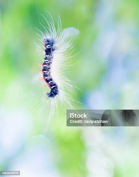 Black Worm With White Hair Is Hanging Stock Photo - Download Image Now - 2015, Alternative Lifestyle, Animal Back