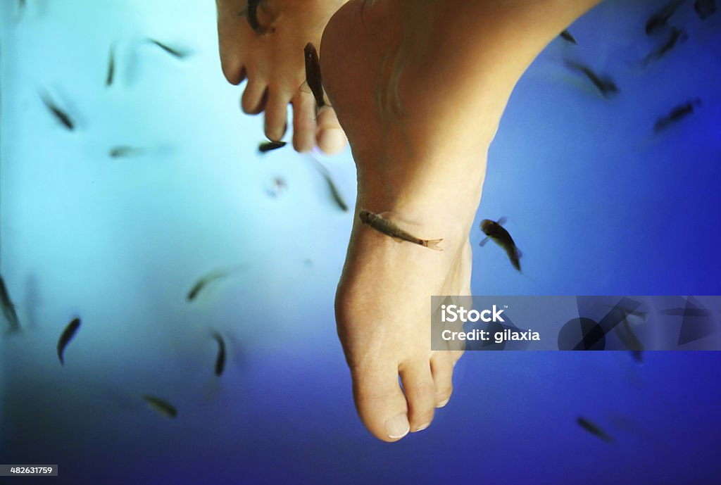 Fish pedicure. Closeup of  adult caucasian female feet being exfoliated with Garra Rufa fish. These fish feed on dead skin.Blue tank in background Adult Stock Photo