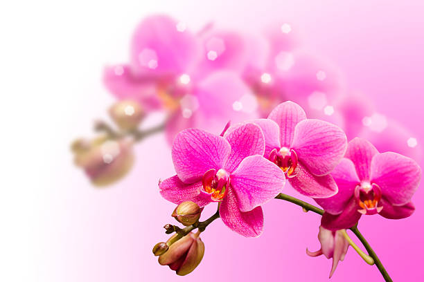 istock Romantic beautiful purple orchid flower 482631937