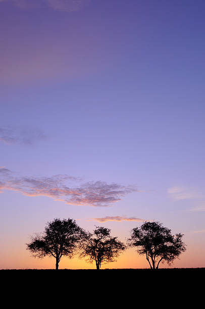 istock Purple Glow of Sunrise With Trees 482632955