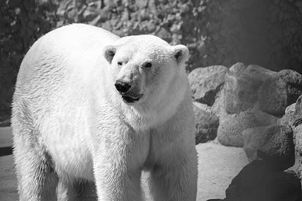 istock big polar bear in monochrome tones 482633446