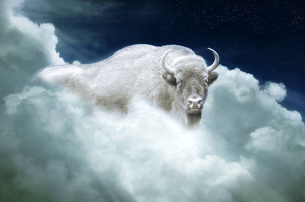 indian mystic - white buffalo indian culture mystic - white buffalo african buffalo stock pictures, royalty-free photos & images