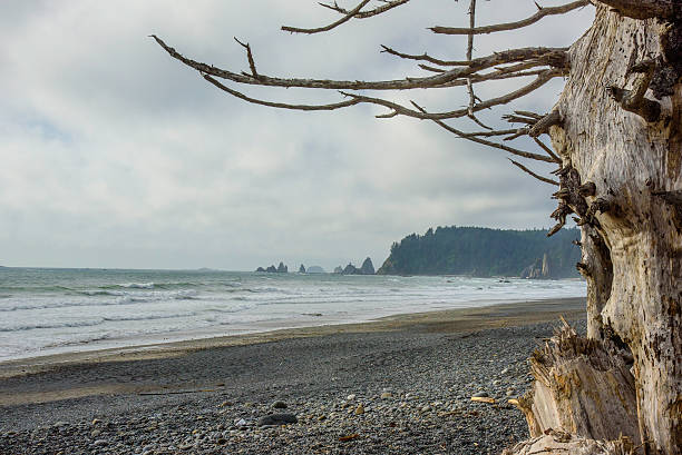 istock Sea Stacks at Rialto Beach 482633638