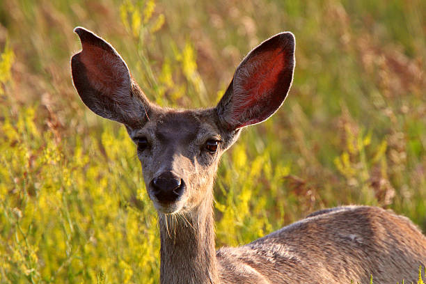 istock Close up of Mule Deer doe 482633675