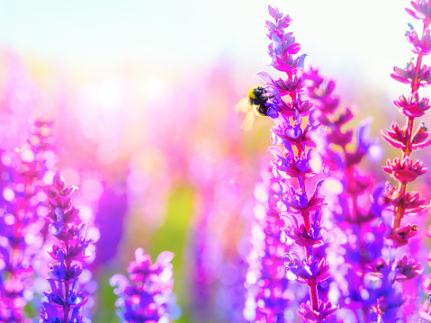 Cropped shot of a bee in a wild lavender field