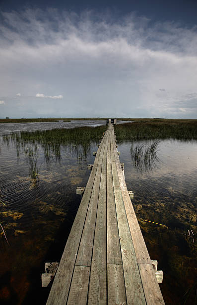 istock Boardwalk over water at Last Mountain Wildlife Refuge 482633769
