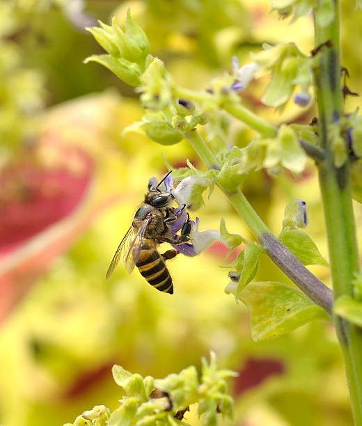 istock Bee collecting pollen and nectar from a flower 482633775
