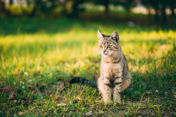 istock Cute Tabby Gray Cat Kitten Pussycat 482633806