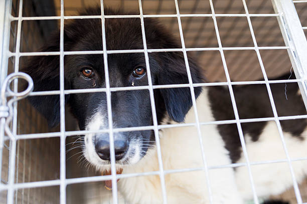 istock Ownerless dog in a cage 482633910