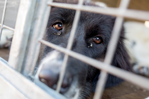 Ownerless perro en una jaula photo