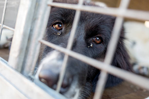 Ownerless Dog In A Cage Stock Photo - Download Image Now - Animal Testing,  Dog, Euthanasia - iStock