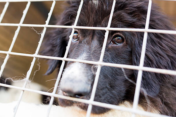 istock Ownerless dog in a cage 482633916