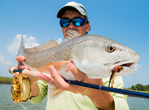 Fly fisherman holding a redfish in Charleston, South Carolina