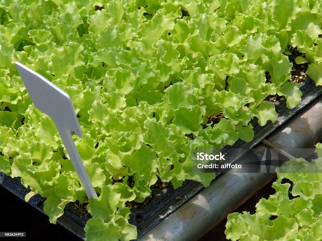 lettuce Row of young green lettuce in Brazil 2015 Stock Photo