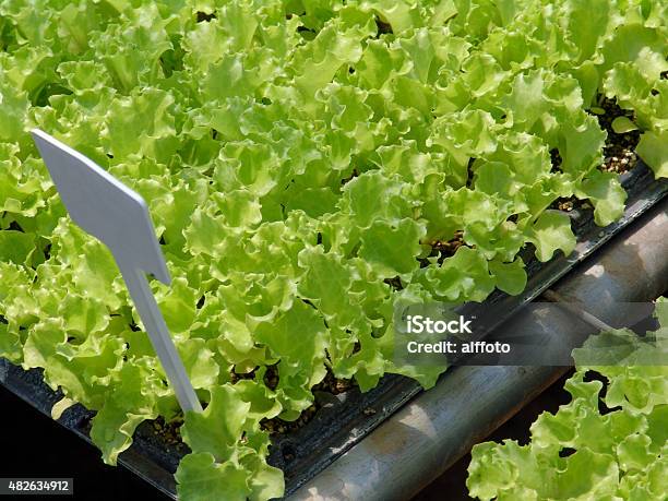 Lettuce Stock Photo - Download Image Now - 2015, Agricultural Field, Agriculture