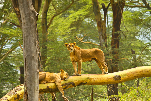 Lioness in Lake Nakuru National Park, Kenya stock photo