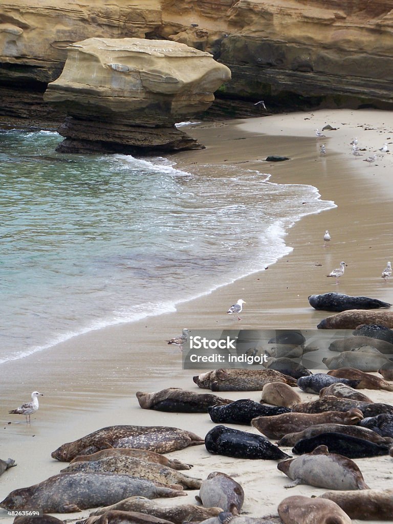 Harbor Seals Resting in La Jolla Cove Harbor Seals (Phoca vitulina) resting on the beach in La Jolla Cove near San Diego, California 2015 Stock Photo