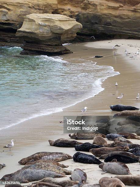 Harbor Seals Resting In La Jolla Cove Stock Photo - Download Image Now - 2015, Beach, California