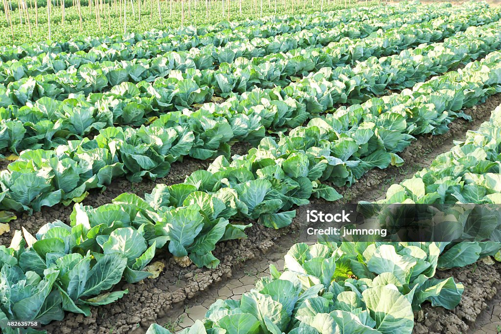 Cabbage field Cabbage field , agriculture in thailand 2015 Stock Photo