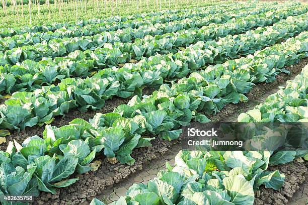 Cabbage Field Stock Photo - Download Image Now - 2015, Agricultural Field, Agriculture