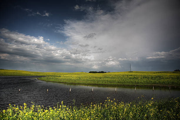 istock Canola crops surrounding Saskatchewan pothole 482635843
