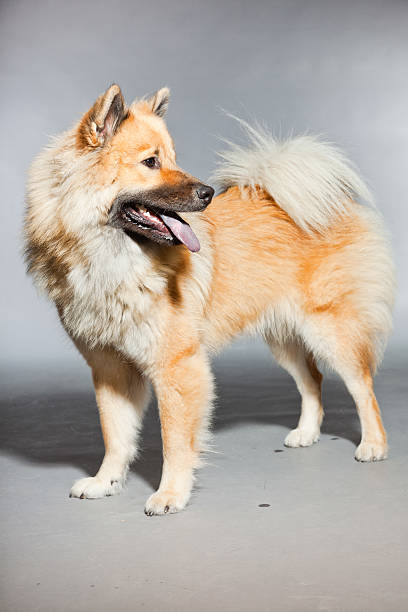 Young Eurasier dog. Closeup shot. Studio shot against grey background.