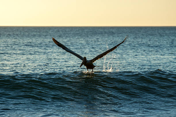 Flying Pelican stock photo