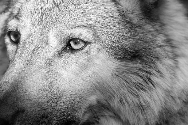 istock part muzzle of a gray wolf closeup monochrome tone 482637944