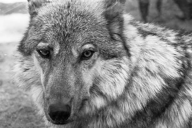 istock fragment muzzle gray wolf of monochrome tone 482637960