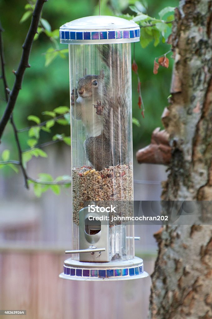 Uh oh This squirrel worked the top off a "squirrel-proof" bird feeder. He had it made. Then one of his squirrel friends knocked the top back on, trapping him inside. This is the moment he realized he was trapped. He eventually got himself out, although it took a few minutes. Squirrel Stock Photo