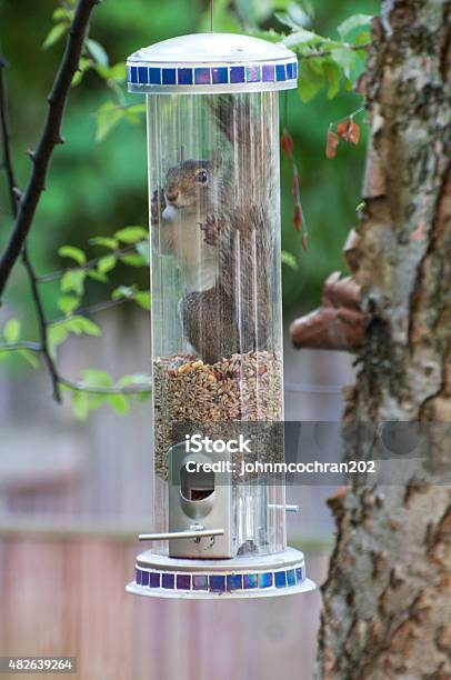 Uh Oh Stock Photo - Download Image Now - Squirrel, Trapped, 2015