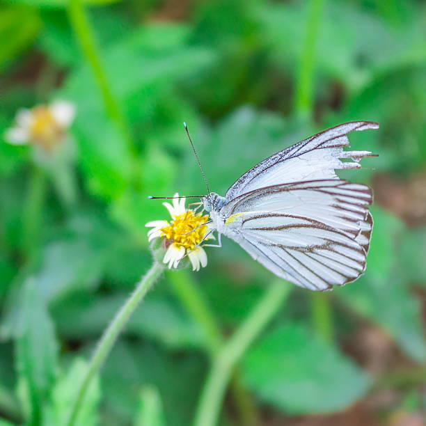 istock butterfly and coatbuttons flower 482639542