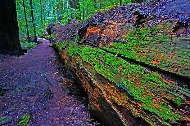 istock Dyerville Giant, once the tallest tree on Earth 482642688