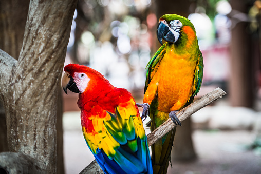 Colorful couple macaws sitting on log