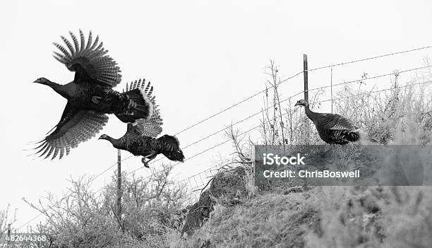 Pheasant Fly Attempting Escape Large Game Brid Winter Landscape Stock Photo - Download Image Now