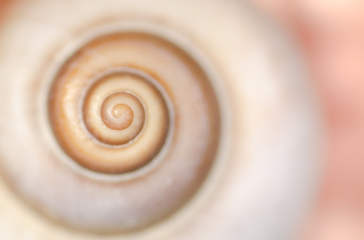 spiral snail shell macro background, shallow depth of field