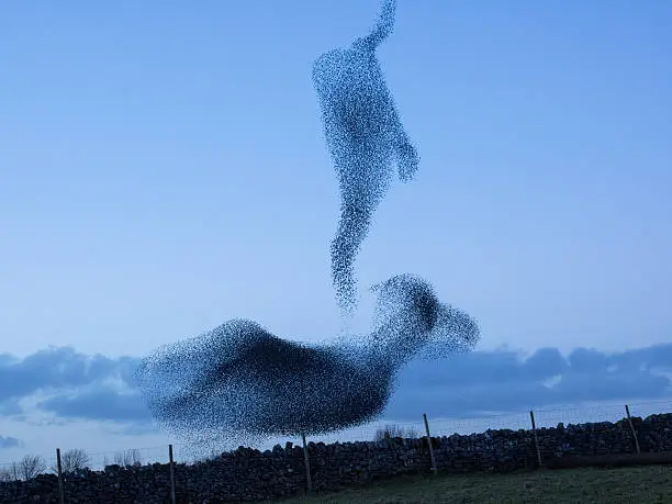 Starlings fling in a formation know as a mummuration