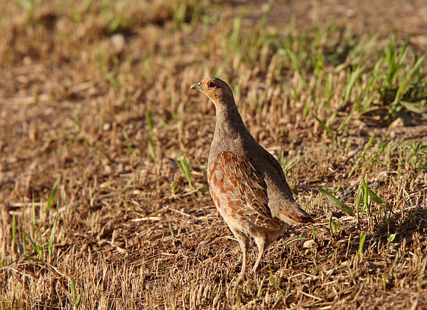 Close up of a Gray Partridge