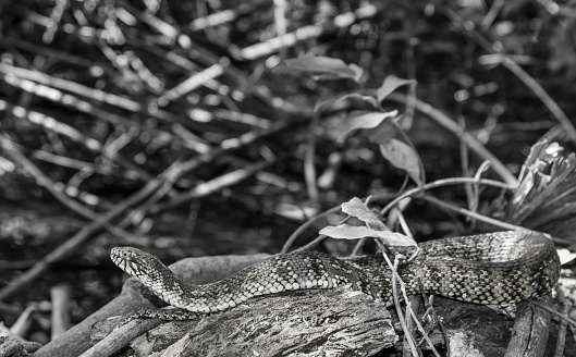 Florida water snake sunning itself on a log in Fakahatchee Strand Preserve State Park, Florida. 