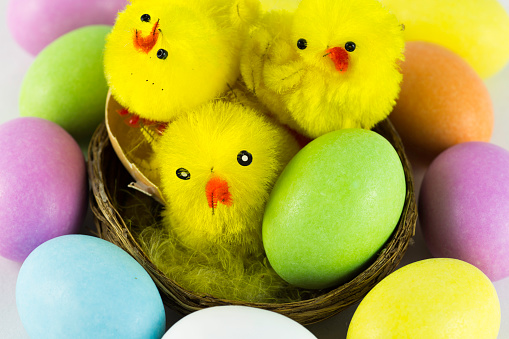Easter eggs with chicks with white background