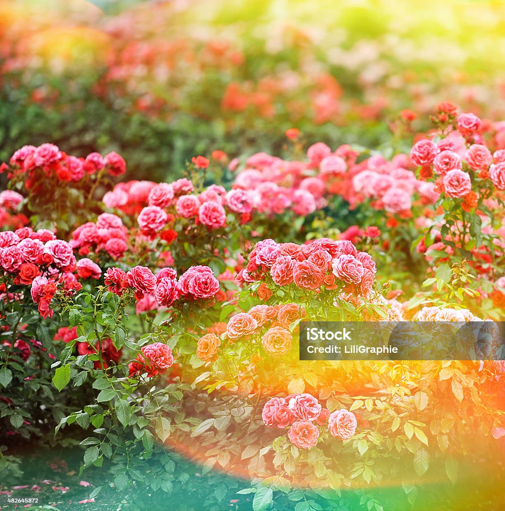 美しいバラ園です。夏の花。ビンテージスタイルの色調の写真 - 植物 バラのロイヤリティフリーストックフォト