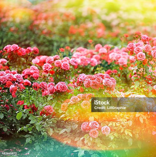 美しいバラ園です夏の花ビンテージスタイルの色調の写真 - 植物 バラのストックフォトや画像を多数ご用意 - 植物 バラ, 田畑, 2015年