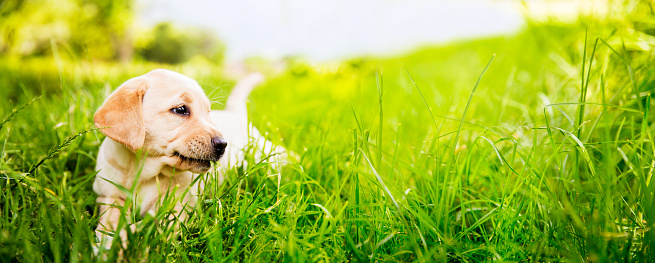 Puppy lying in green grass